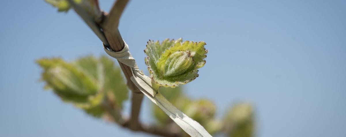 Marquette watch: The promising red hybrid for cool climates